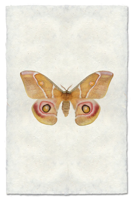 Papilionoidea #5