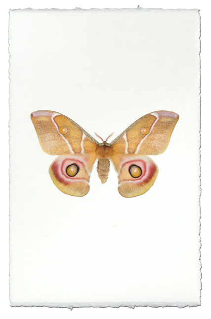 Papilionoidea #5