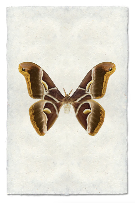 Papilionoidea #4