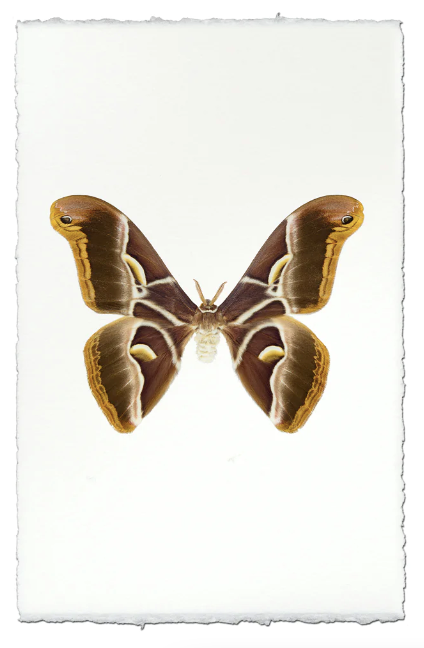 Papilionoidea #4