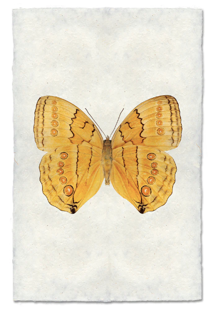 Butterfly #16