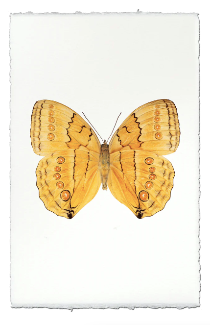 Butterfly #16