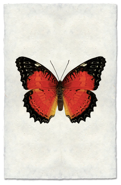 Butterfly #15