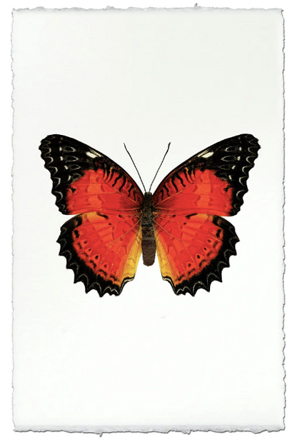 Butterfly #15