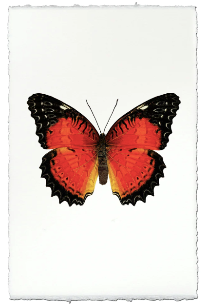 Butterfly #15