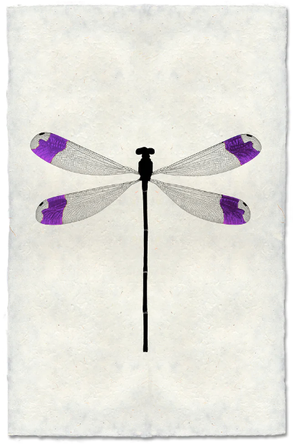 Purple Tipped Damsel