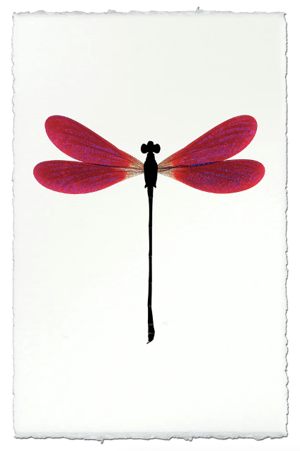 Plum Damsel