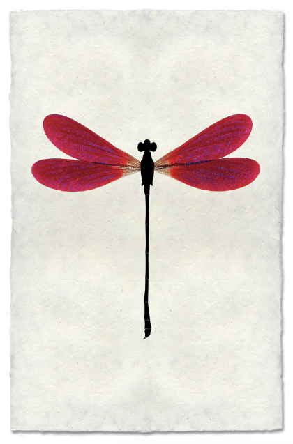 Plum Damsel