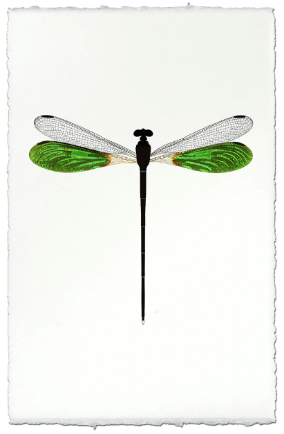 Emerald Damsel