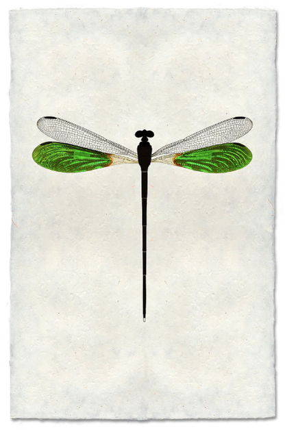 Emerald Damsel