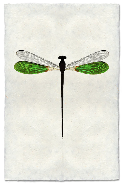 Emerald Damsel