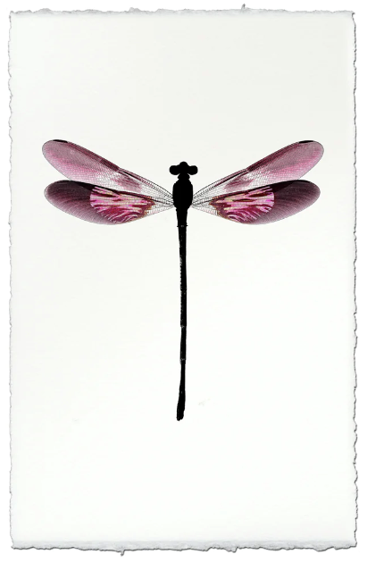 Blush Damsel