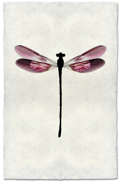 Blush Damsel