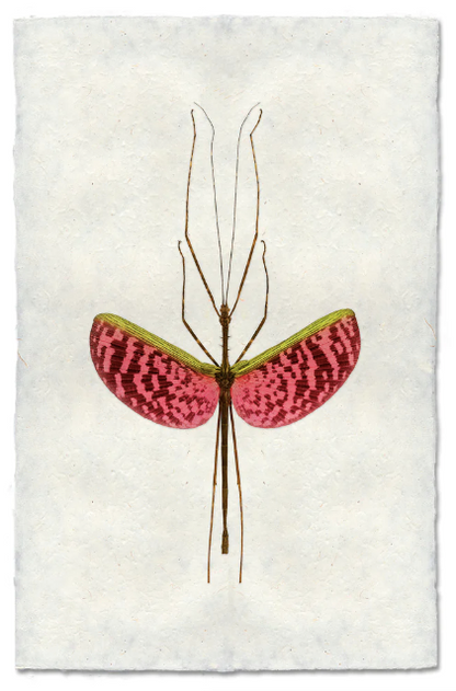 Watermelon Stick Bug