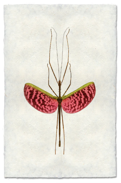 Watermelon Stick Bug