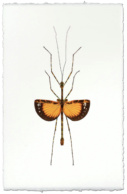 Orange Stick Bug