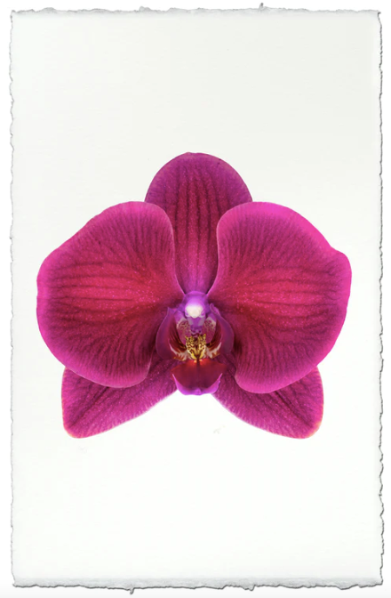 Celine (Orchids)