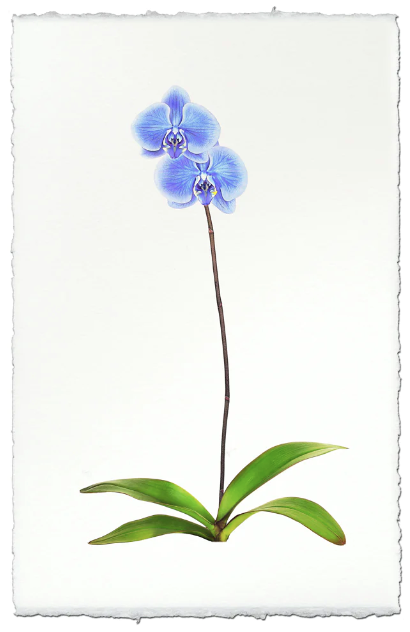 Etta (Orchids)