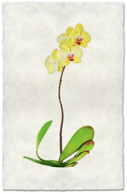 Gladys (Orchids)