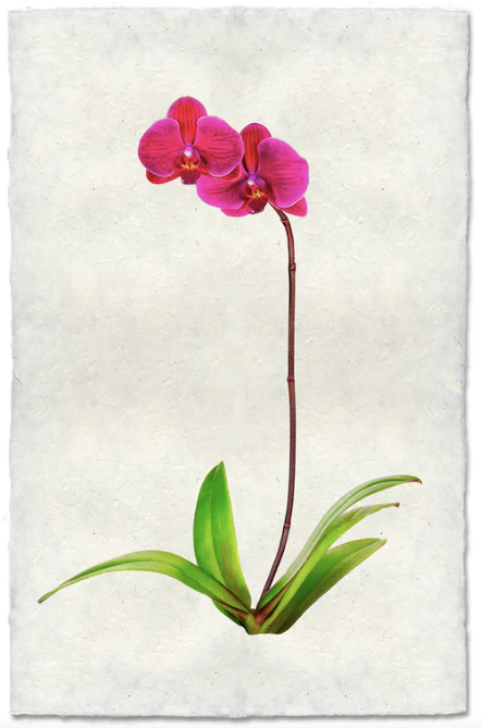 Mariah (Orchids)
