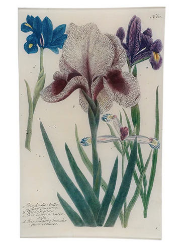 N. 611 Mourning Iris 10 x 16