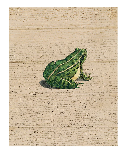 John Derian | Frog Prince 11x14 Rectangular Tray