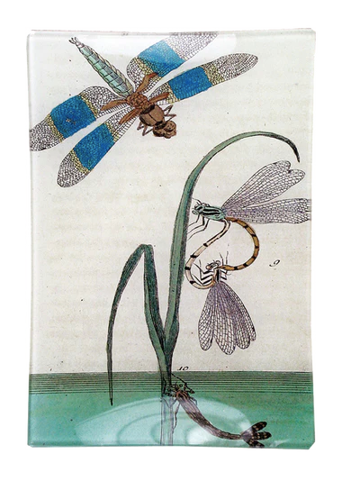 John Derian | Dragonfly Over Water 4.5x6.5 Mini Tray