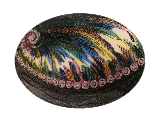 John Derian | Abalone 5x7 Oval Plate