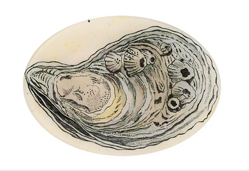 John Derian | Oyster 7x10 Oval Plate