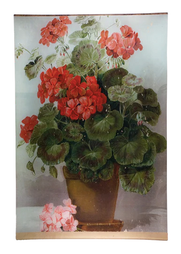 Geranium 15 x 22