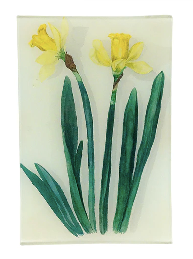 Jonquil 6