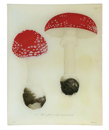 JOHN DERIAN | Mushrooms (Plate 18) 11 x 14 Rect. Tray