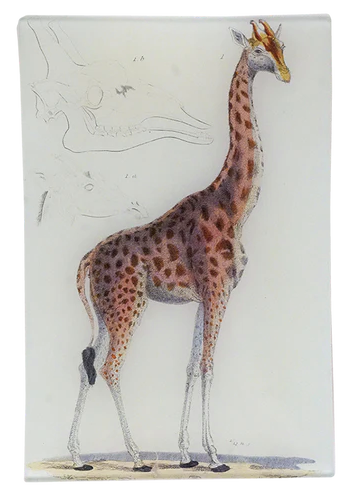 John Derian Company | Giraffe #1 6" x 9" Tray