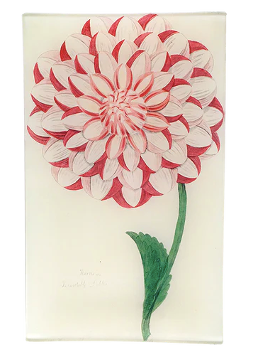 John Derian Company | Harris's Dahlia 7" x 11.5" Tray