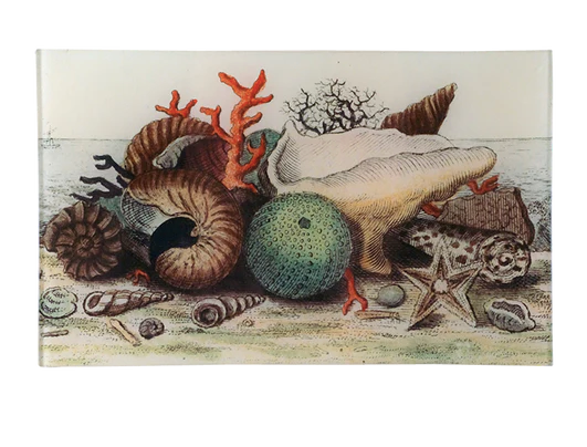 John Derian Company | Shells circa 1755 7" x 11.5" Tray