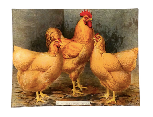John Derian Company | Buff Plymouth Rocks 10x13 Tray