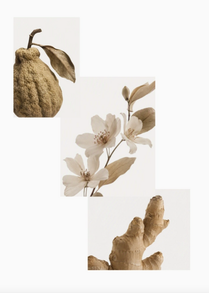 AYDRY & Co. | White Tea Hand & Body Wash