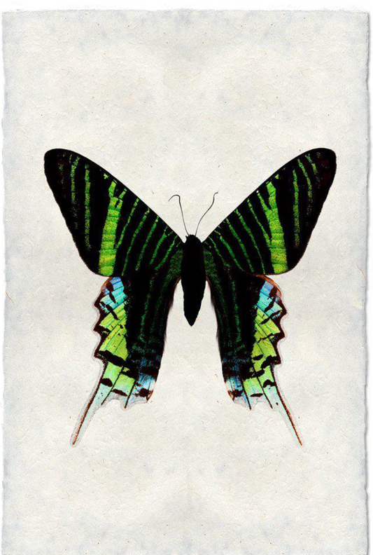 Butterfly #7