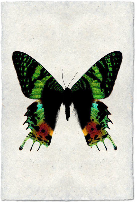 Butterfly #8