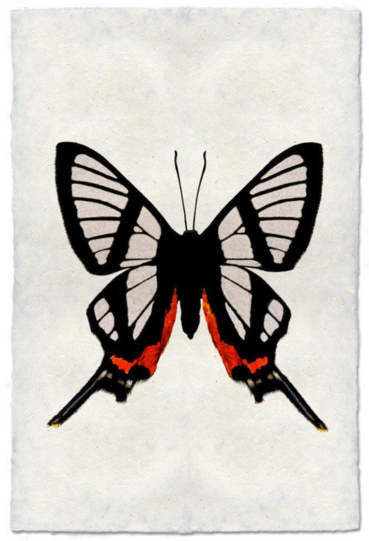 Butterfly #9