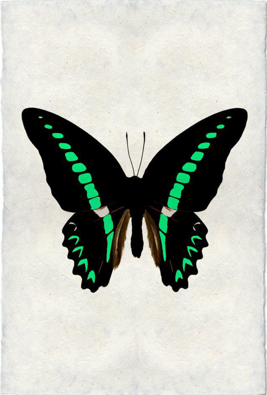 Butterfly #11