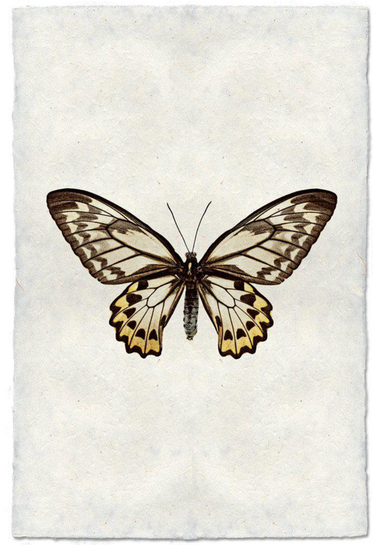 Butterfly #12