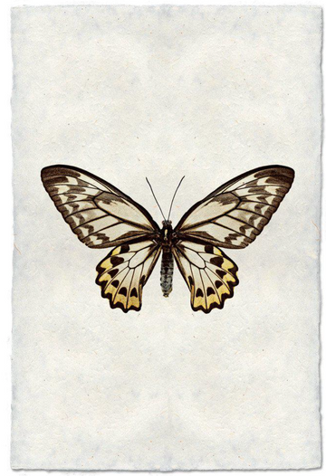 Butterfly #12