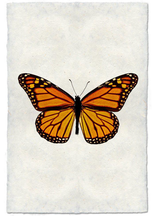 Butterfly #13