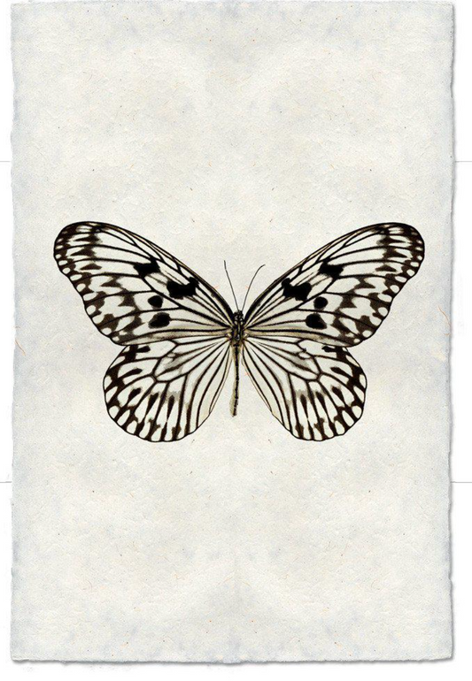 Butterfly #14