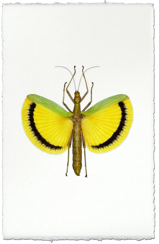 Yellow Stick Bug