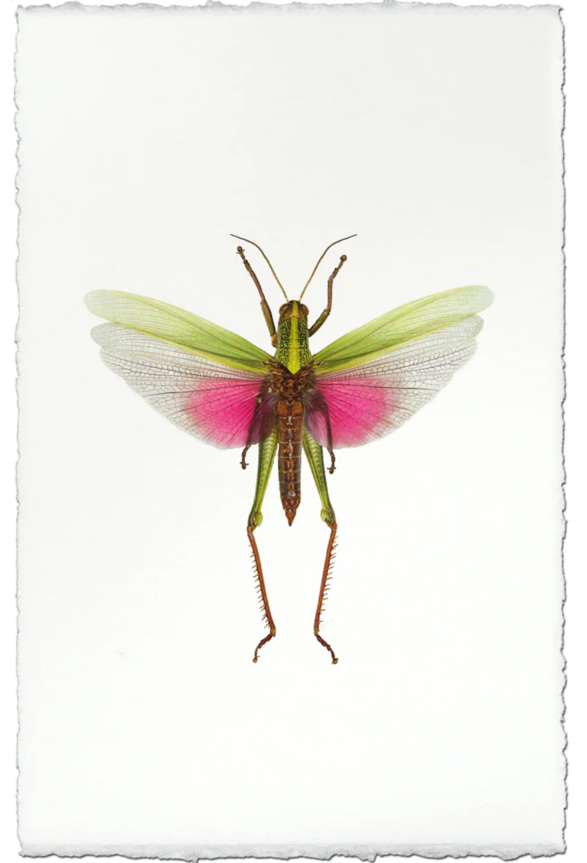 Pink Grasshopper