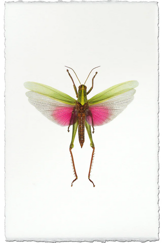 Pink Grasshopper