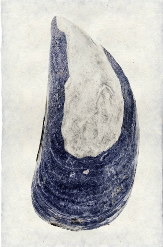 Mussel #5