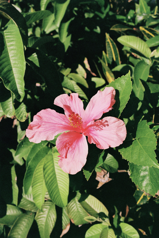 sweet hibiscus by Diamond Parks